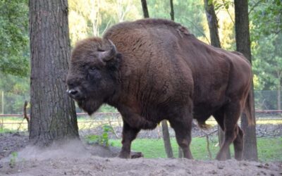 Galeria skarbów Podlasia