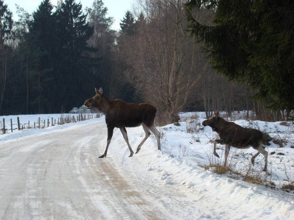 Biebrzański Park Narodowy